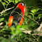 Masked Crimson Tanager