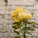 Rosa de Pitiminí