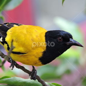 HALDYA by Vaibhav Chavan - Animals Birds