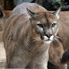 Cougar or Mountain Lion or Puma.