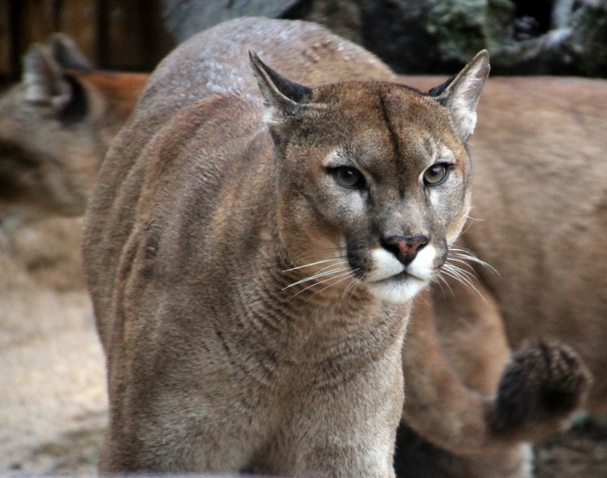 Cougar or Mountain Lion or Puma.
