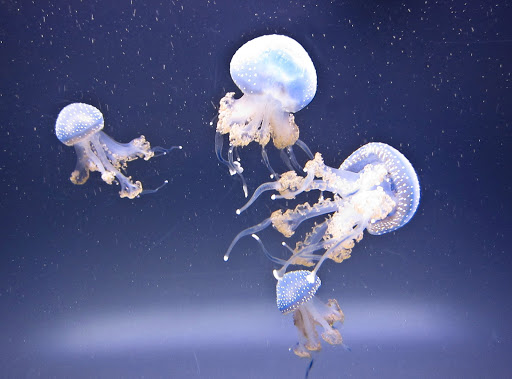"Take me to your leader": Sea jellies at the Waikiki Aquarium seemed to resemble creatures from another world.