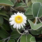 Marlborough Rock Daisy