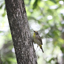 Palm Warbler