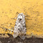 Giant Leopard moth