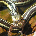 Common Garter Snake