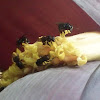 Stingless bees (Zagaños)