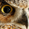 Great horned owl