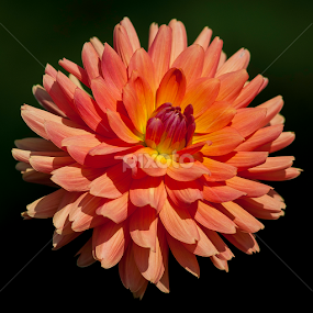 by Larry Rogers - Flowers Single Flower