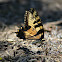 eastern tiger swallowtail