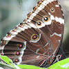 Common Blue Morpho