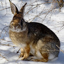 Eastern Cottontail