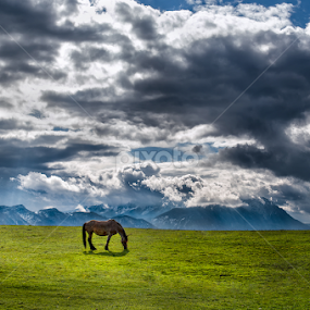 Bran Moeciu Romania by Eduard Gutescu - Animals Horses