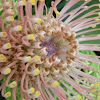 Pincushion protea flower
