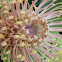 Pincushion protea flower