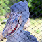 Shoebill