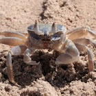 Horn-eyed ghost crab