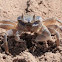 Horn-eyed ghost crab