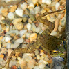 Juvenile Balkan frog (Ελληνικός βαλτοβάτραχος)