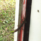 Carolina Anole, female