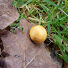 Oak tree Gall