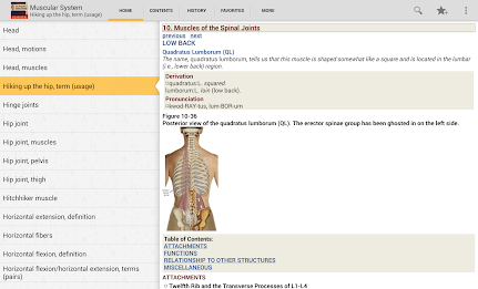 Muscular System Manual poster 10