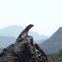 Lava lizard