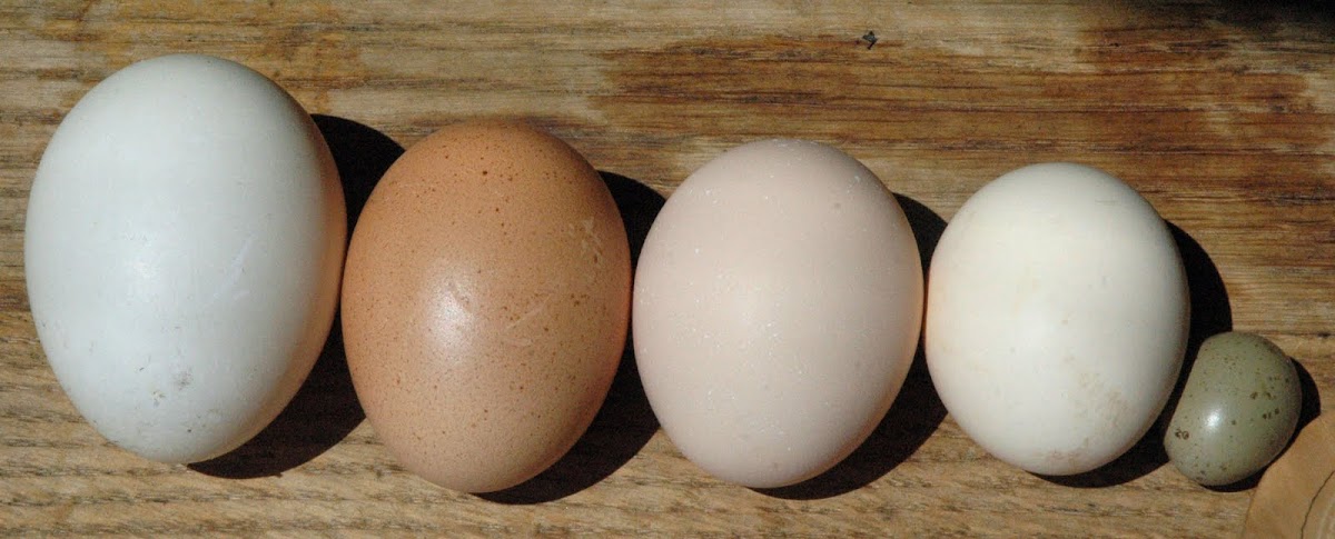 Domestic bird eggs