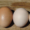 Domestic bird eggs