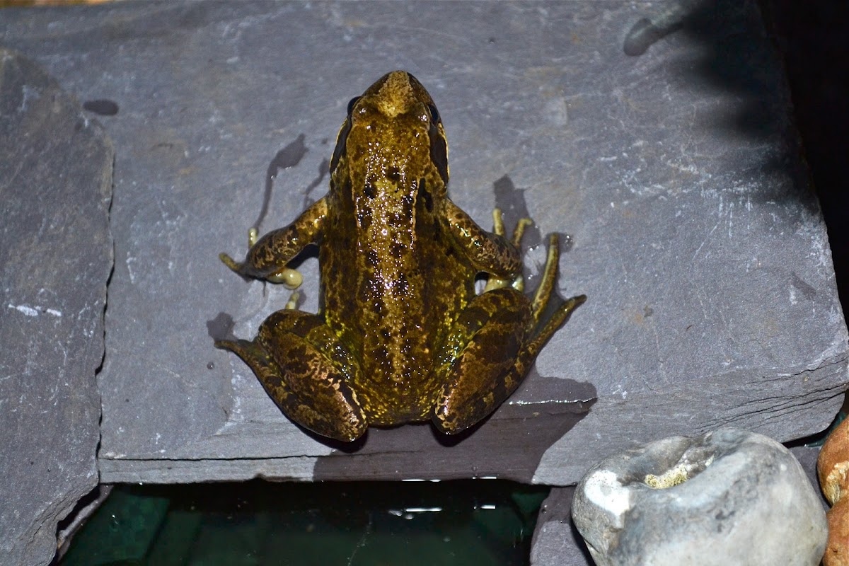 European Common Frog
