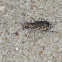 Bronzed Tiger Beetle