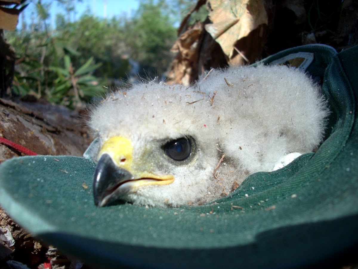 Baby Red-shouldered Hawk