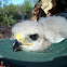 Baby Red-shouldered Hawk