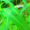 Hispine Beetle