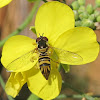 Common Oblique Hover Fly