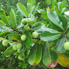 Mangrove fruit