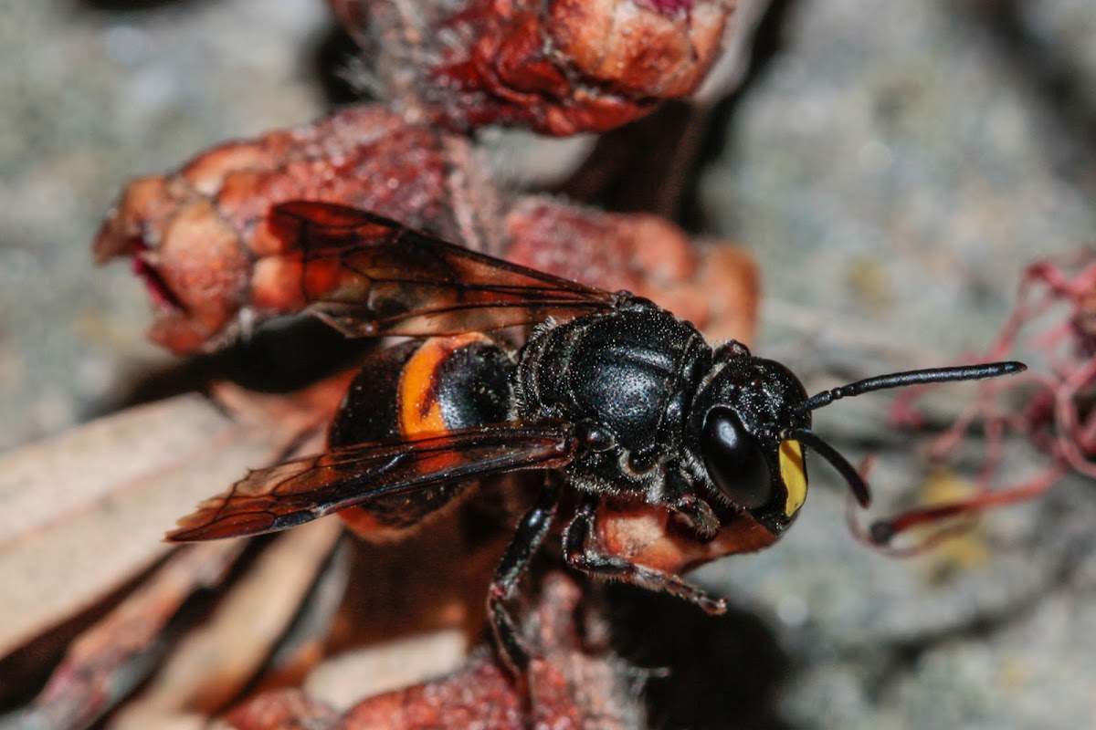 Wasp-Mimic Bee