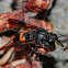 Wasp-Mimic Bee