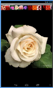 How to get Rose Flowers Wallpaper patch 2.0 apk for android