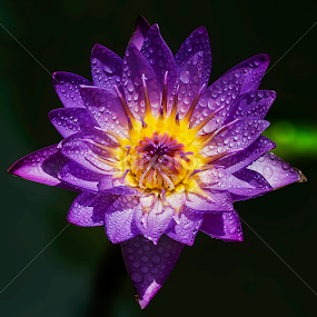 by Asher Jr Salvan - Flowers Single Flower