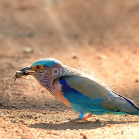 Indian Roller by Nimit Virdi - Animals Birds