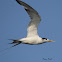 Great Crested - Tern - Juvenile