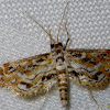 Crambid moth