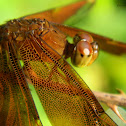 Fulvous Forest Skimmer 