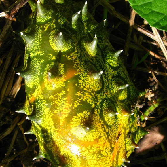 Kiwano (spiny Fruit/horned melon Project Noah