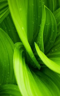 How to install Green Leaves Live Wallpaper 1.0 apk for laptop