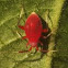 Red Plant Bug