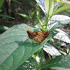 Hobomok skipper