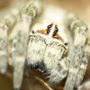 Velvet Spider