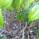 Northern mockingbird eggs